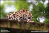 Marwell_Zoo_25-05-15_AE_008