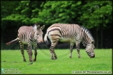 Marwell_Zoo_25-05-15_AE_011
