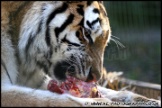 Whipsnade_Zoo_251111_AE_001