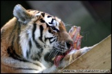 Whipsnade_Zoo_251111_AE_002