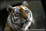 Whipsnade_Zoo_251111_AE_006