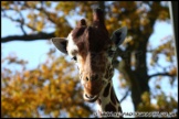 Whipsnade_Zoo_251111_AE_022