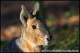 Whipsnade_Zoo_251111_AE_025