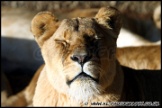 Whipsnade_Zoo_251111_AE_033