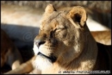 Whipsnade_Zoo_251111_AE_036