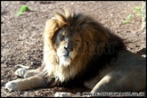 Whipsnade_Zoo_251111_AE_040