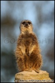 Whipsnade_Zoo_251111_AE_044