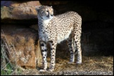 Whipsnade_Zoo_251111_AE_052