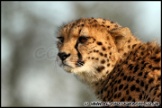 Whipsnade_Zoo_251111_AE_053