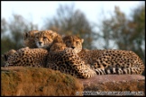 Whipsnade_Zoo_251111_AE_059