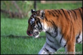Whipsnade_Zoo_251111_AE_068