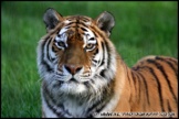 Whipsnade_Zoo_251111_AE_070