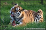 Whipsnade_Zoo_251111_AE_073
