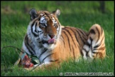 Whipsnade_Zoo_251111_AE_075