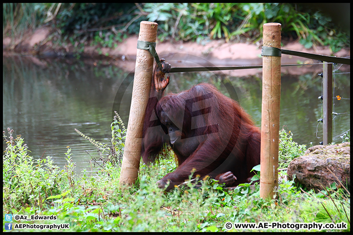 Paignton_Zoo_28-09-14_AE_005.jpg
