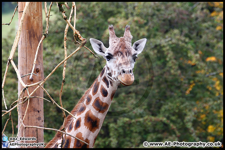 Paignton_Zoo_28-09-14_AE_013.jpg