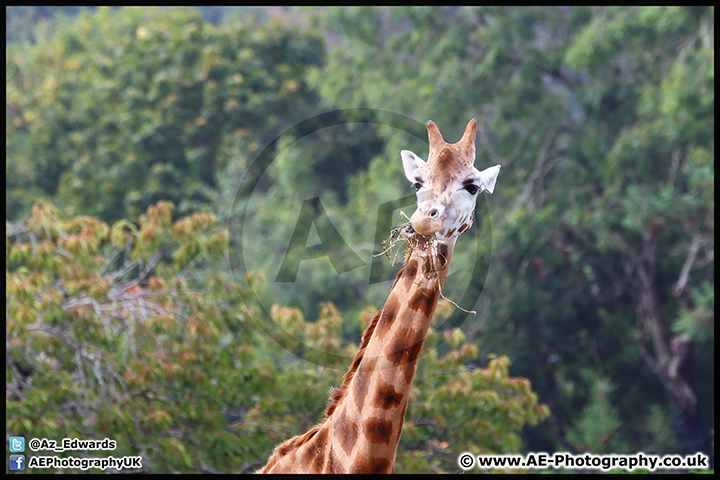 Paignton_Zoo_28-09-14_AE_014.jpg