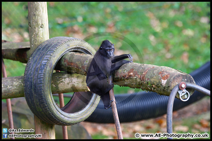 Paignton_Zoo_28-09-14_AE_017.jpg