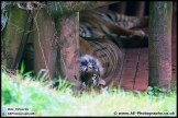 Paignton_Zoo_28-09-14_AE_004