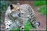 Paignton_Zoo_28-09-14_AE_007