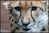 Paignton_Zoo_28-09-14_AE_008