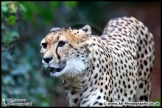 Paignton_Zoo_28-09-14_AE_010