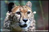 Paignton_Zoo_28-09-14_AE_011
