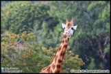 Paignton_Zoo_28-09-14_AE_014