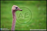 Paignton_Zoo_28-09-14_AE_015