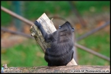 Paignton_Zoo_28-09-14_AE_016