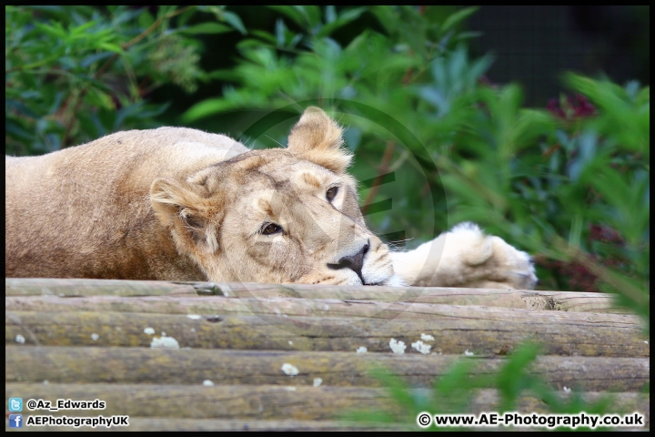 Cotswold_Wildlife_Park_29_08-15_AE_022.jpg